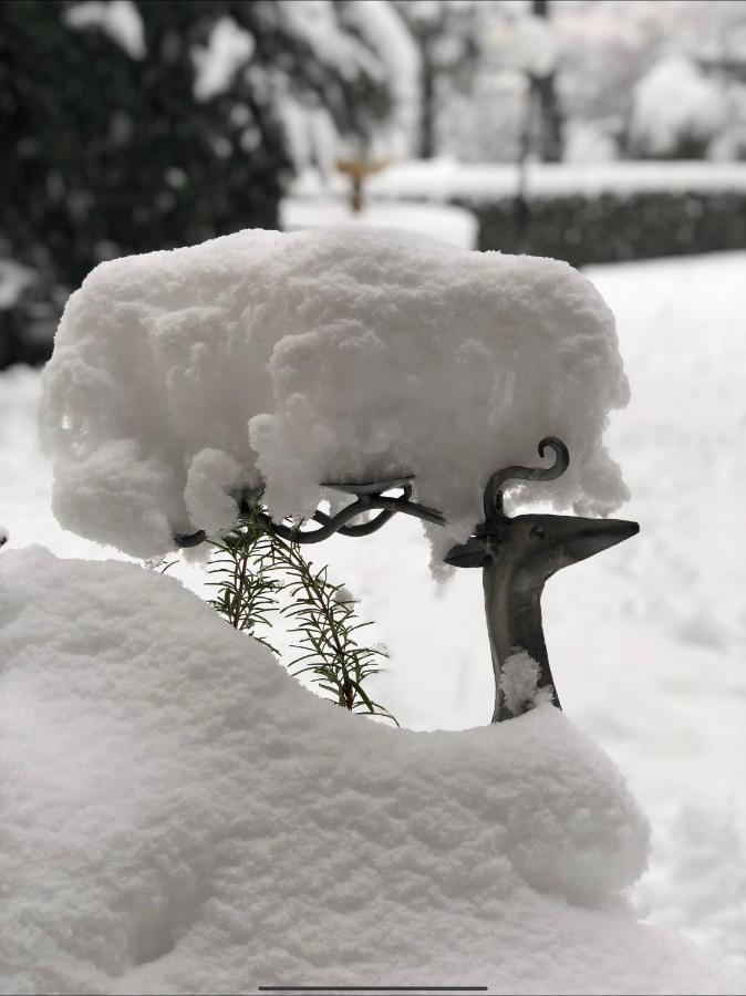 老杨树公寓 Viggiù 外观 照片